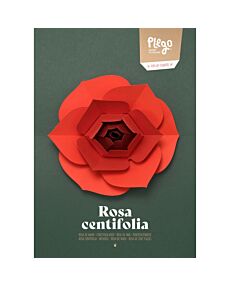 Rose Rosa centifolia Pop-Up Figure